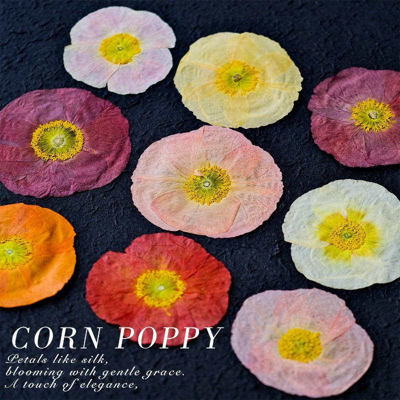 1 szt., Naturalne maki polne s – Art And Craft Photos recenzja i cena