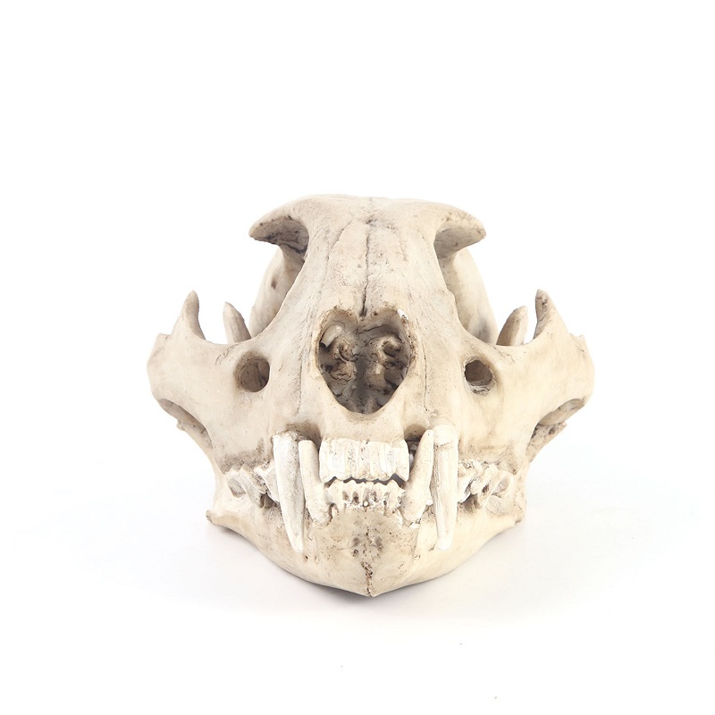 Lampart Model czaszki rzemiosł – Art And Craft Zoo Animals recenzja i cena